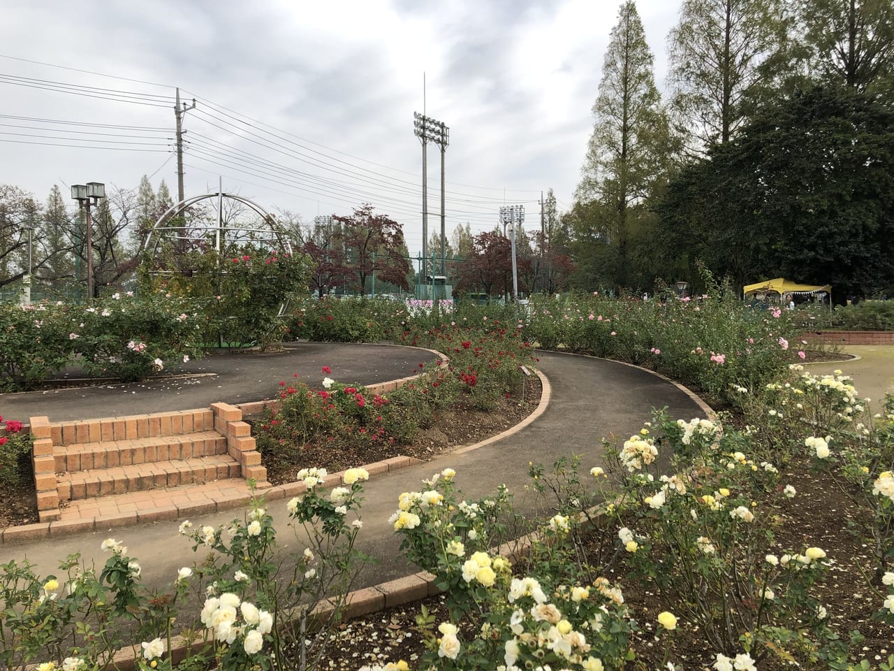 伊奈町2019年11月3日秋バラまつり