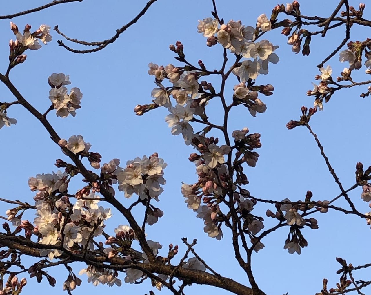 桶川市 暖かくなってきました 城山公園の桜の様子を見てきました 桜の開花は 号外net 上尾市 桶川市
