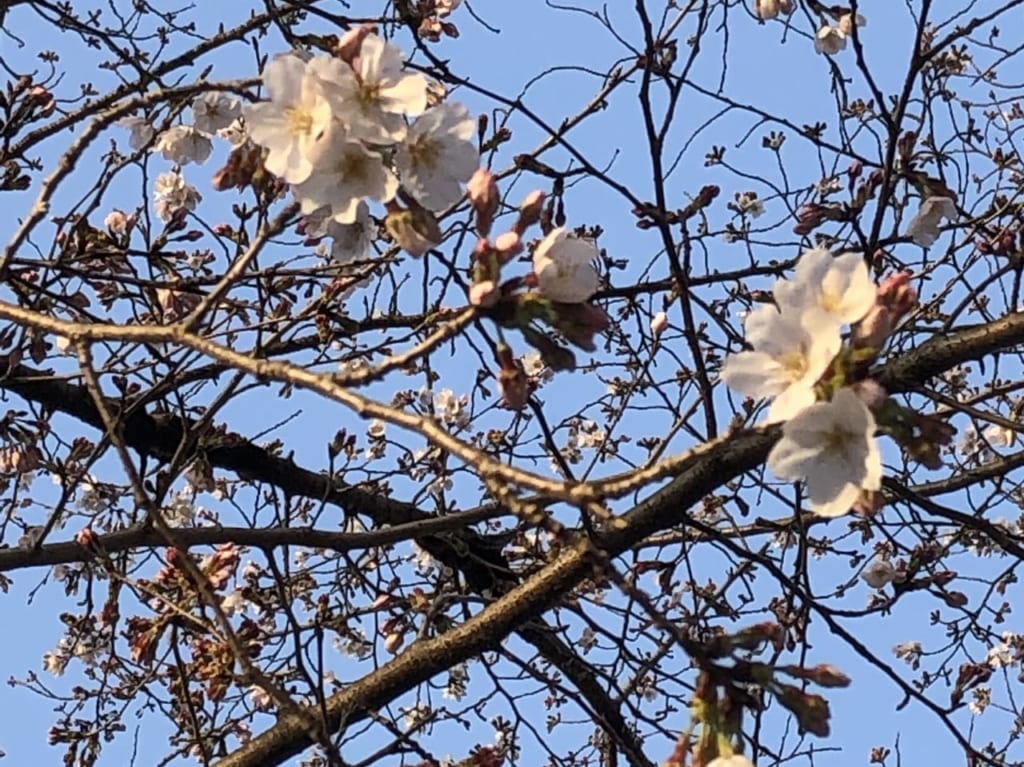 桶川市城山公園