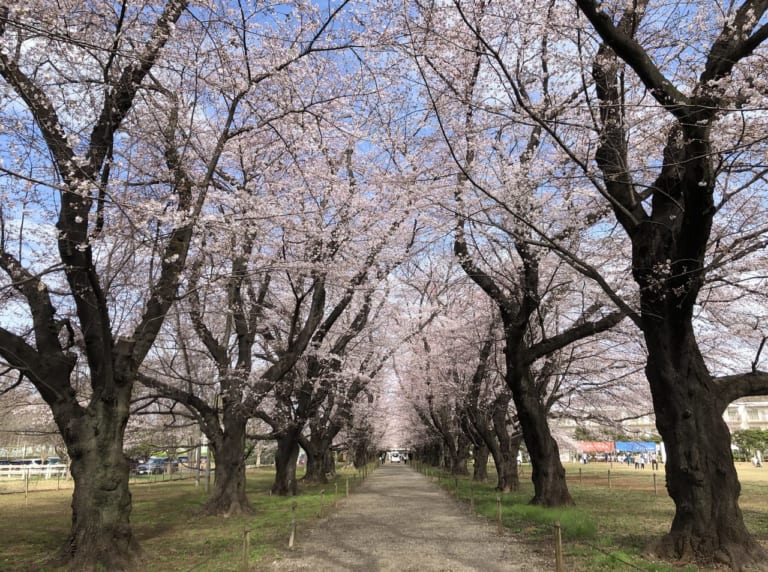 伊奈町無線山