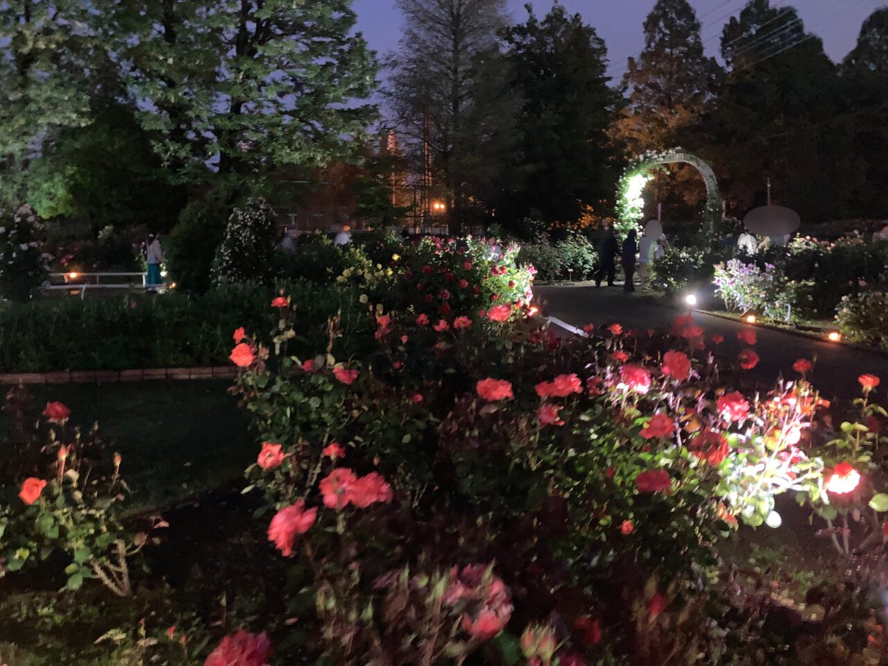 伊奈町バラ園