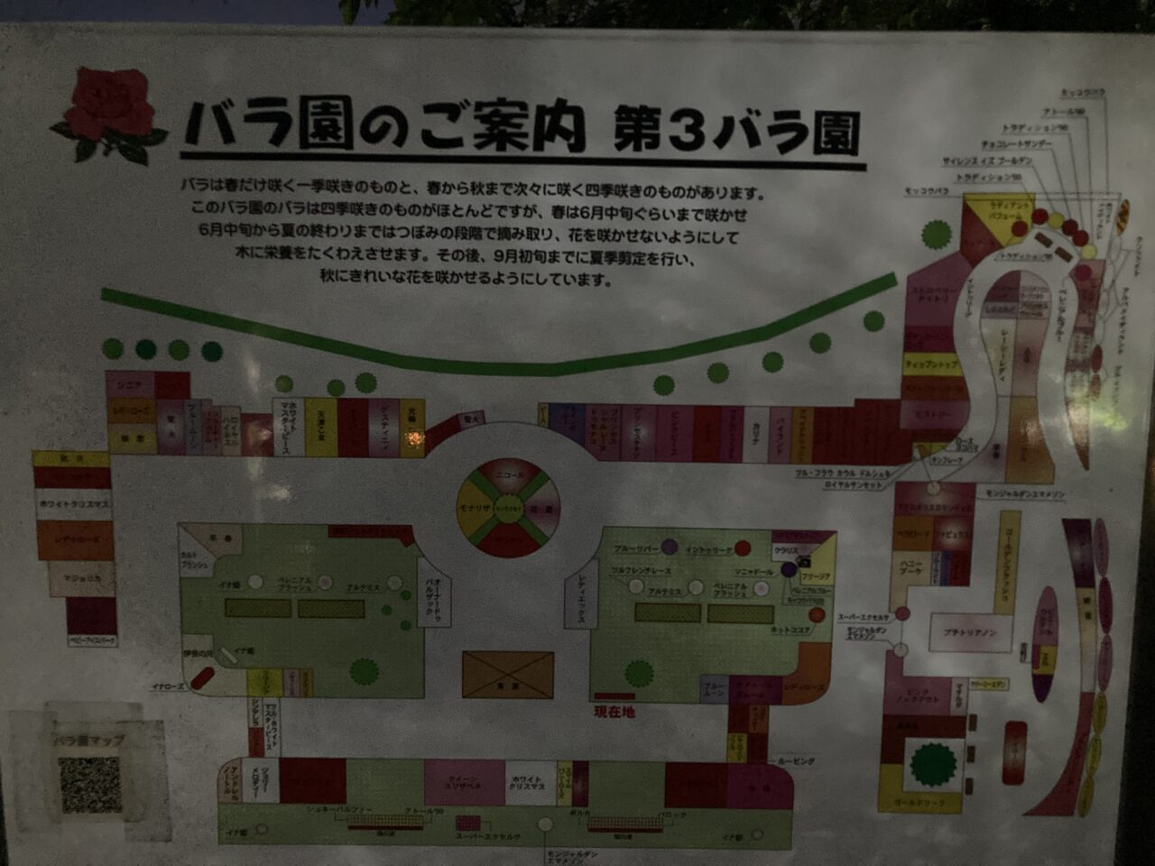 伊奈町バラ園