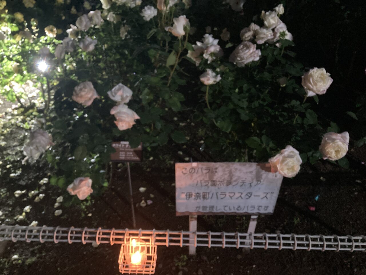 伊奈町バラ園