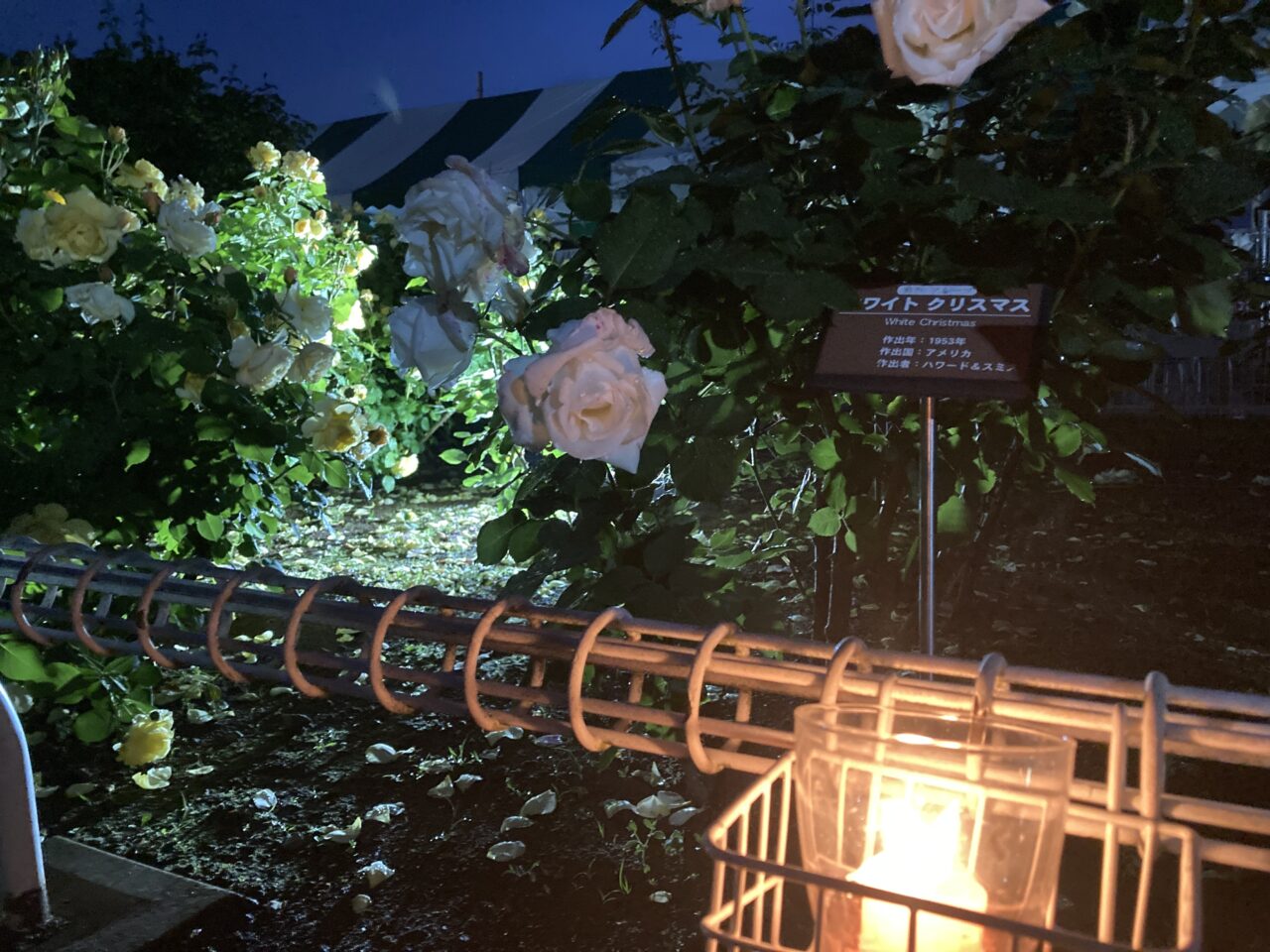伊奈町バラ園