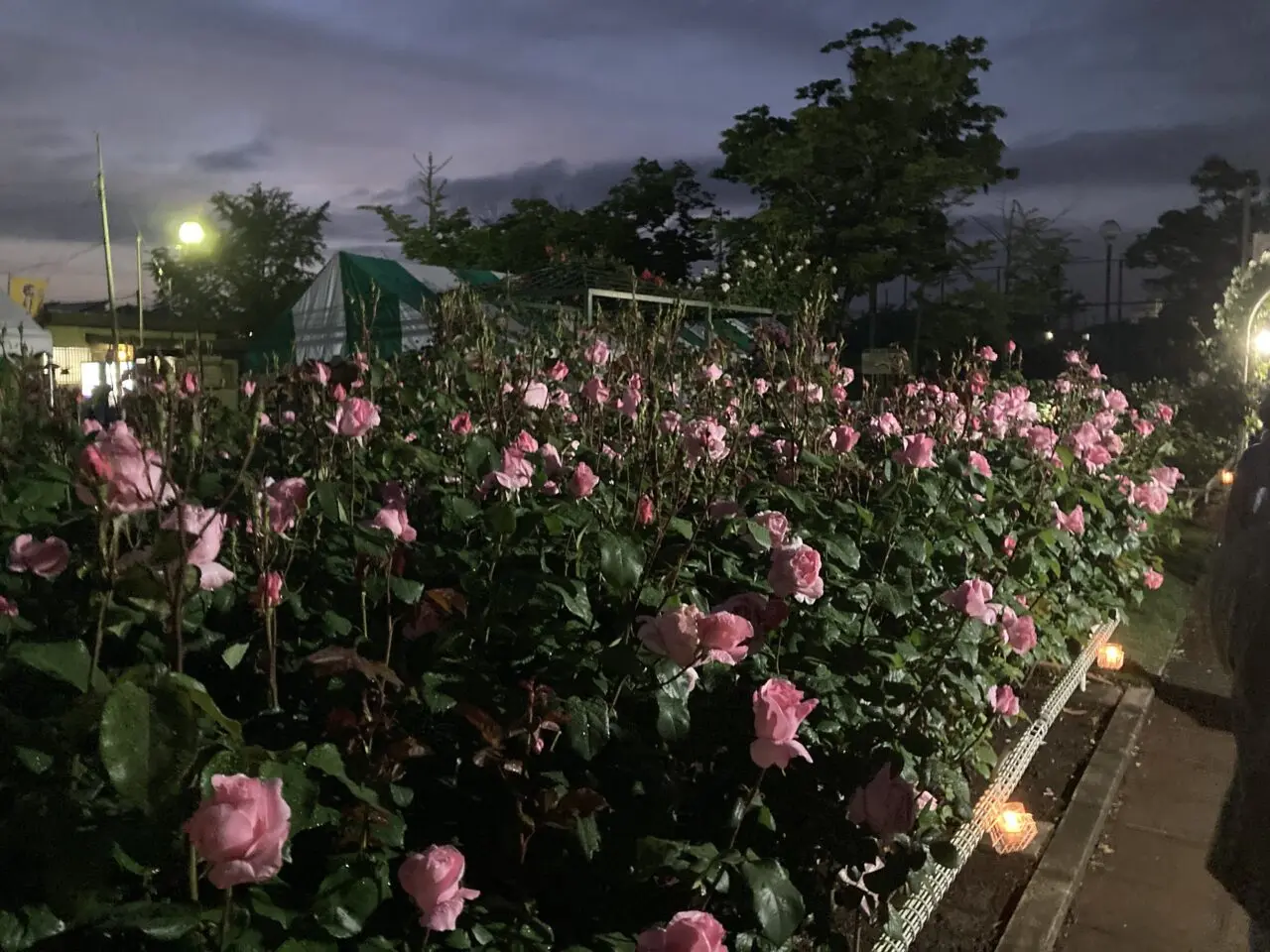 伊奈町バラ園