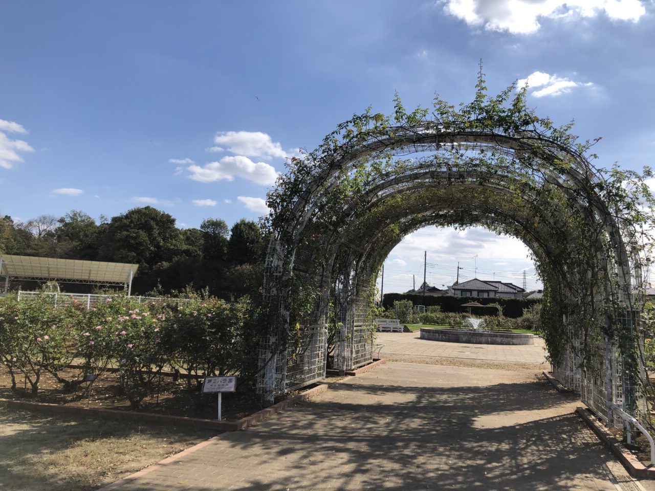 伊奈町バラ園