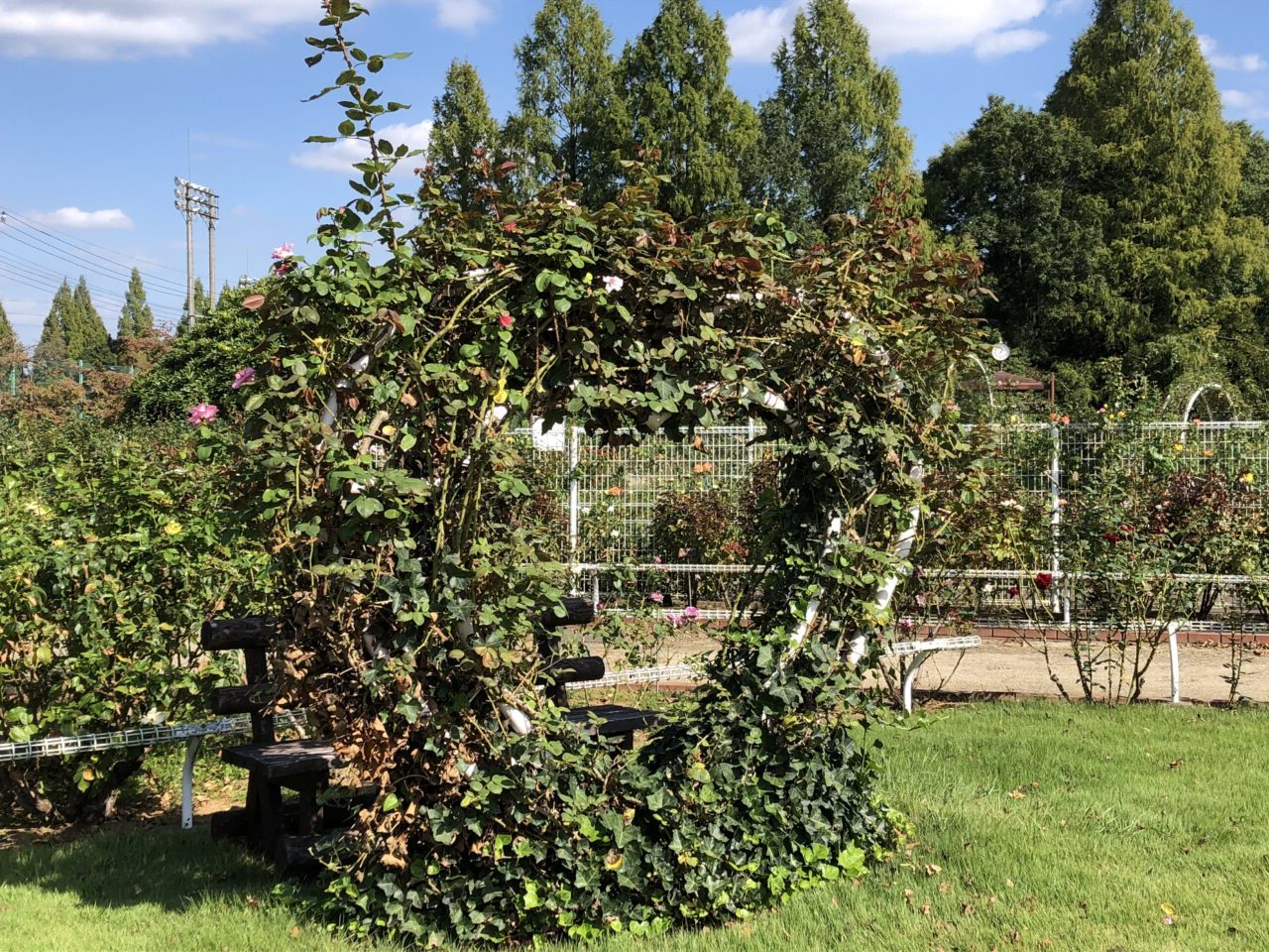 伊奈町バラ園