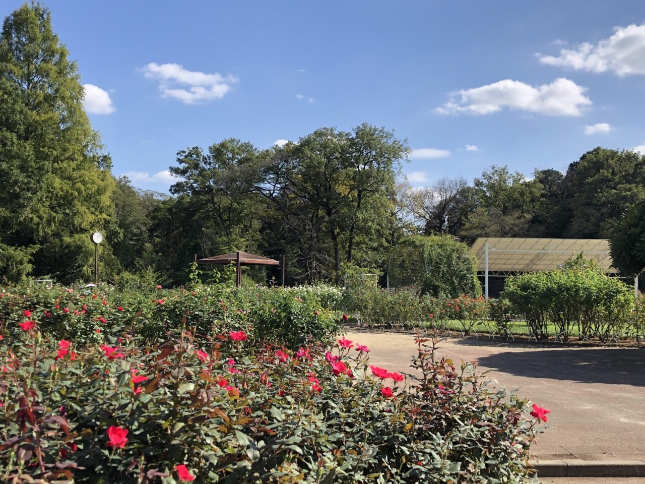 伊奈町バラ園