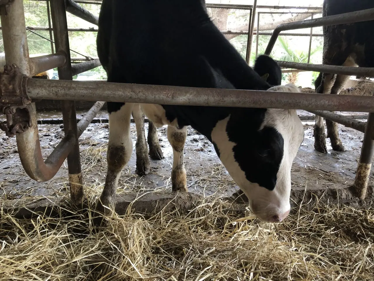上尾市榎本牧場